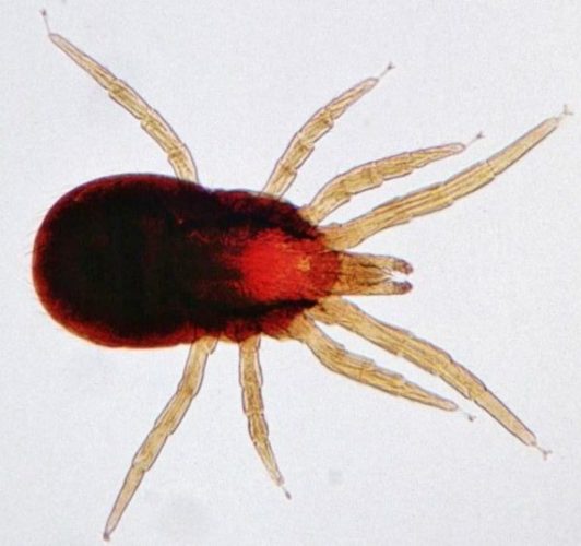 Dermanyssus-bird-mite Dermanyssus-bird-mite