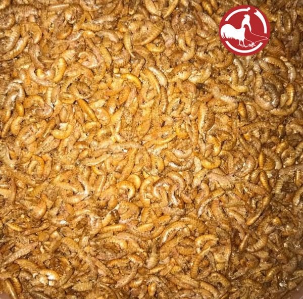 Gammarus - Bachflohkrebse